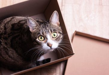 How to Move with a Cat: 10 Purr-fect Tips