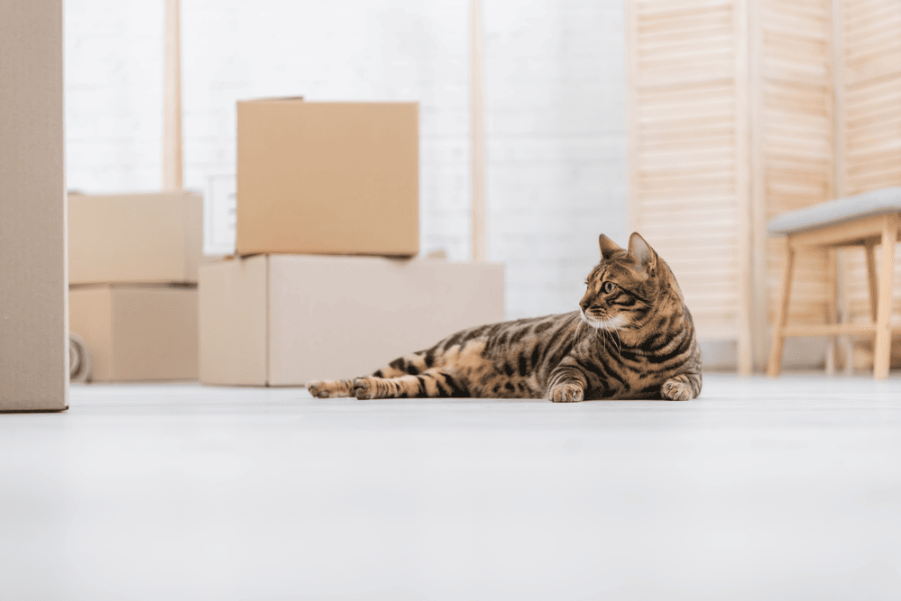 how to prepare a cat for a move