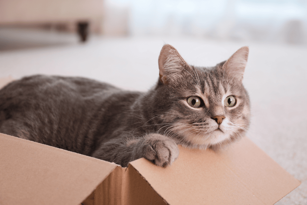 cats moving house tips