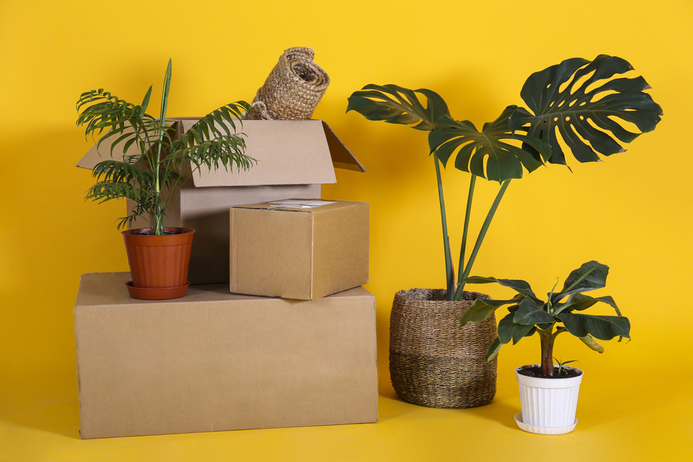 How to Move Houseplants to Your New Home in Illinois