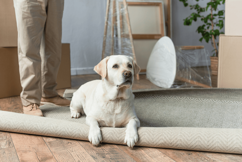 tips for moving with a dog