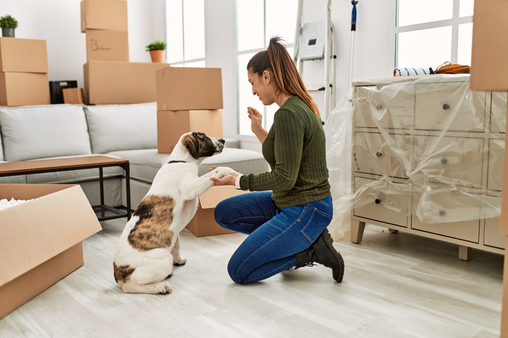 moving house with a dog